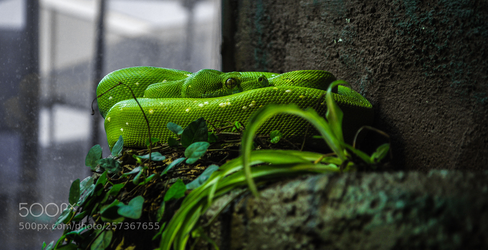 Nikon D5000 sample photo. The green killer photography