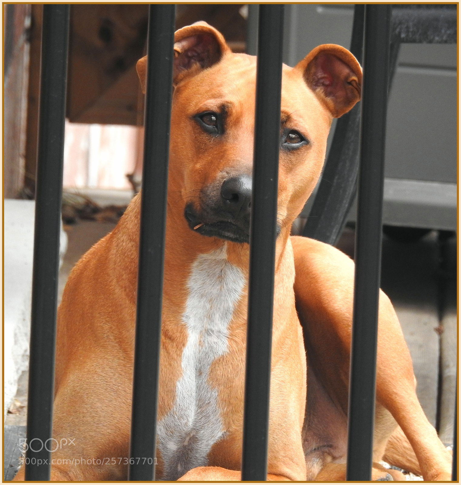 Nikon Coolpix P900 sample photo. Dog on deck photography