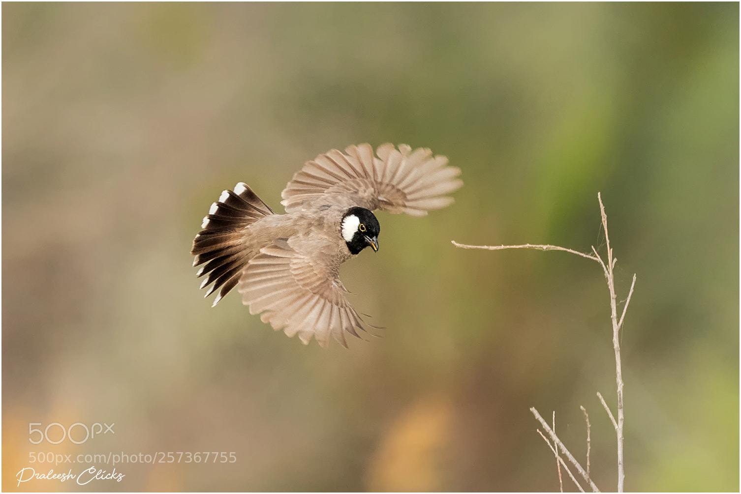 Nikon D500 sample photo. White eared bulbul photography