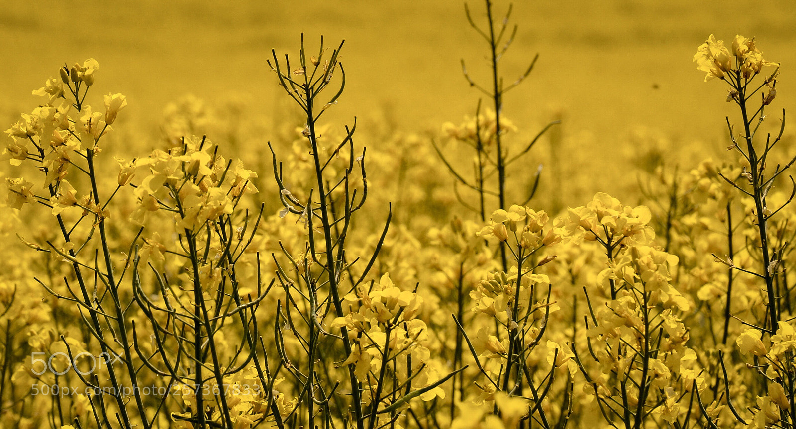 Nikon D7000 sample photo. Simple yellow photography