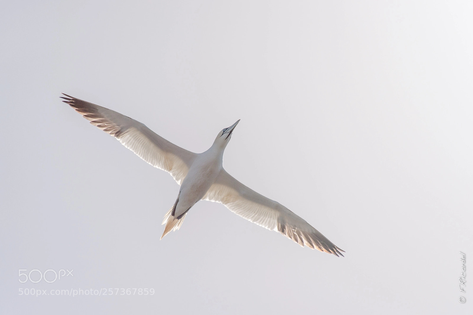 Nikon D4S sample photo. Northern gannet photography
