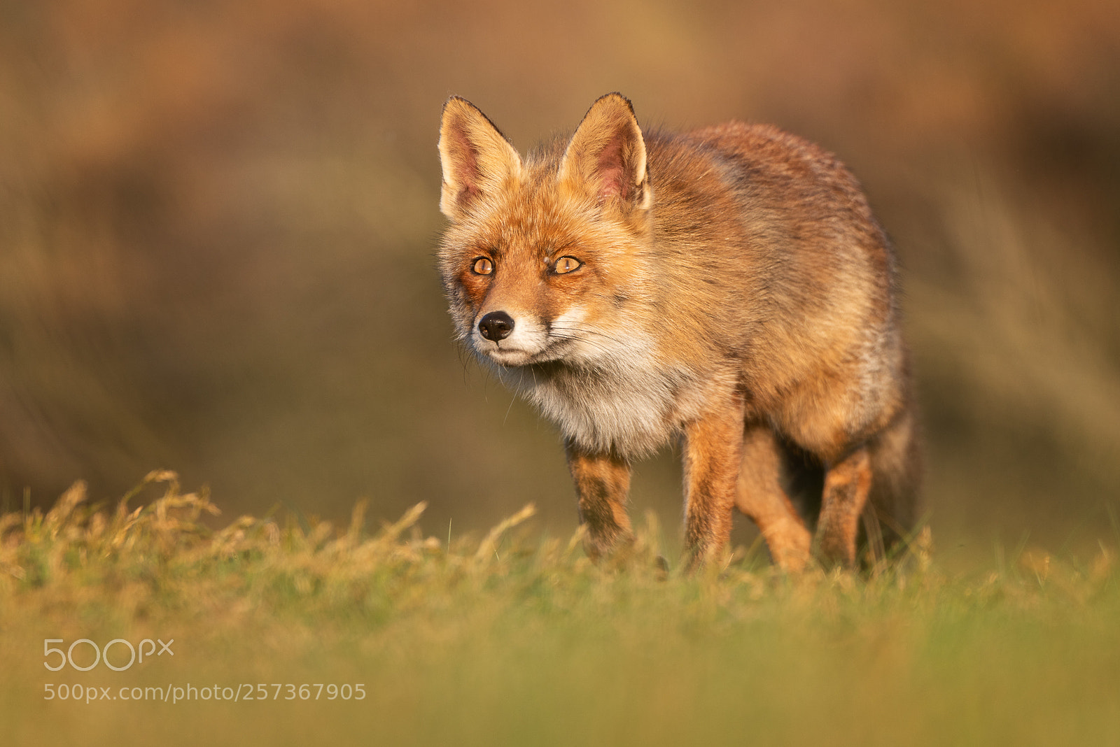 Nikon D810 sample photo. Focused fox photography
