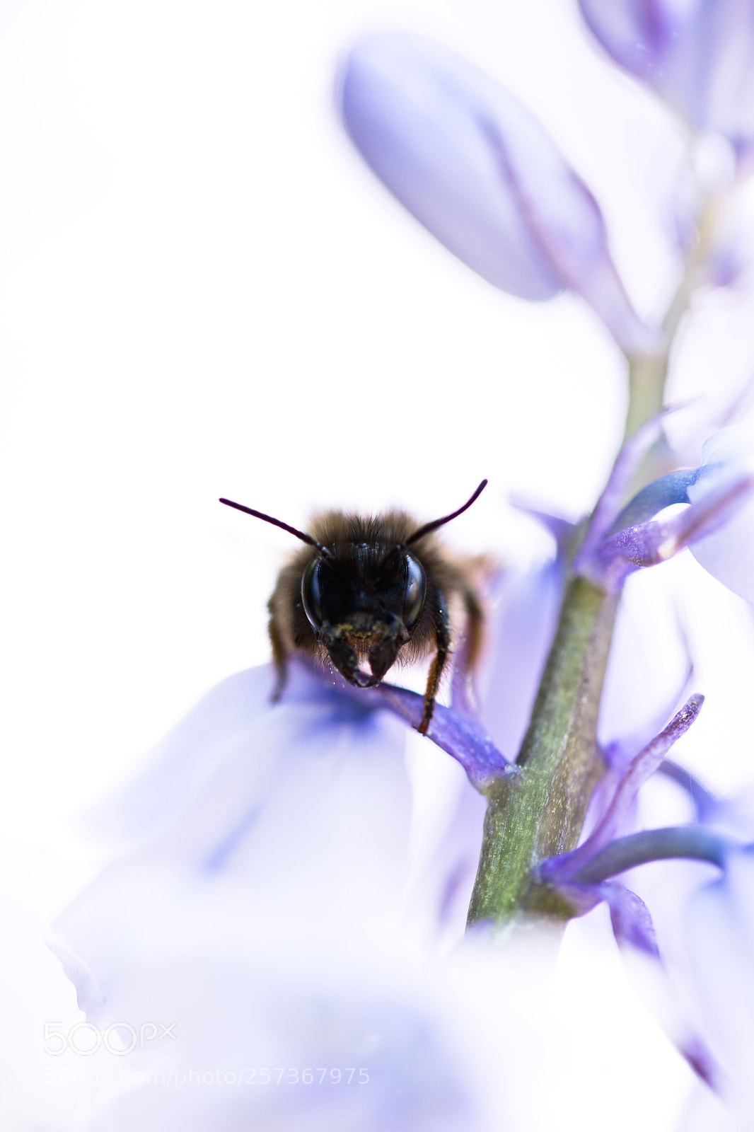 Canon EOS 700D (EOS Rebel T5i / EOS Kiss X7i) sample photo. Bee in the bluebells. photography