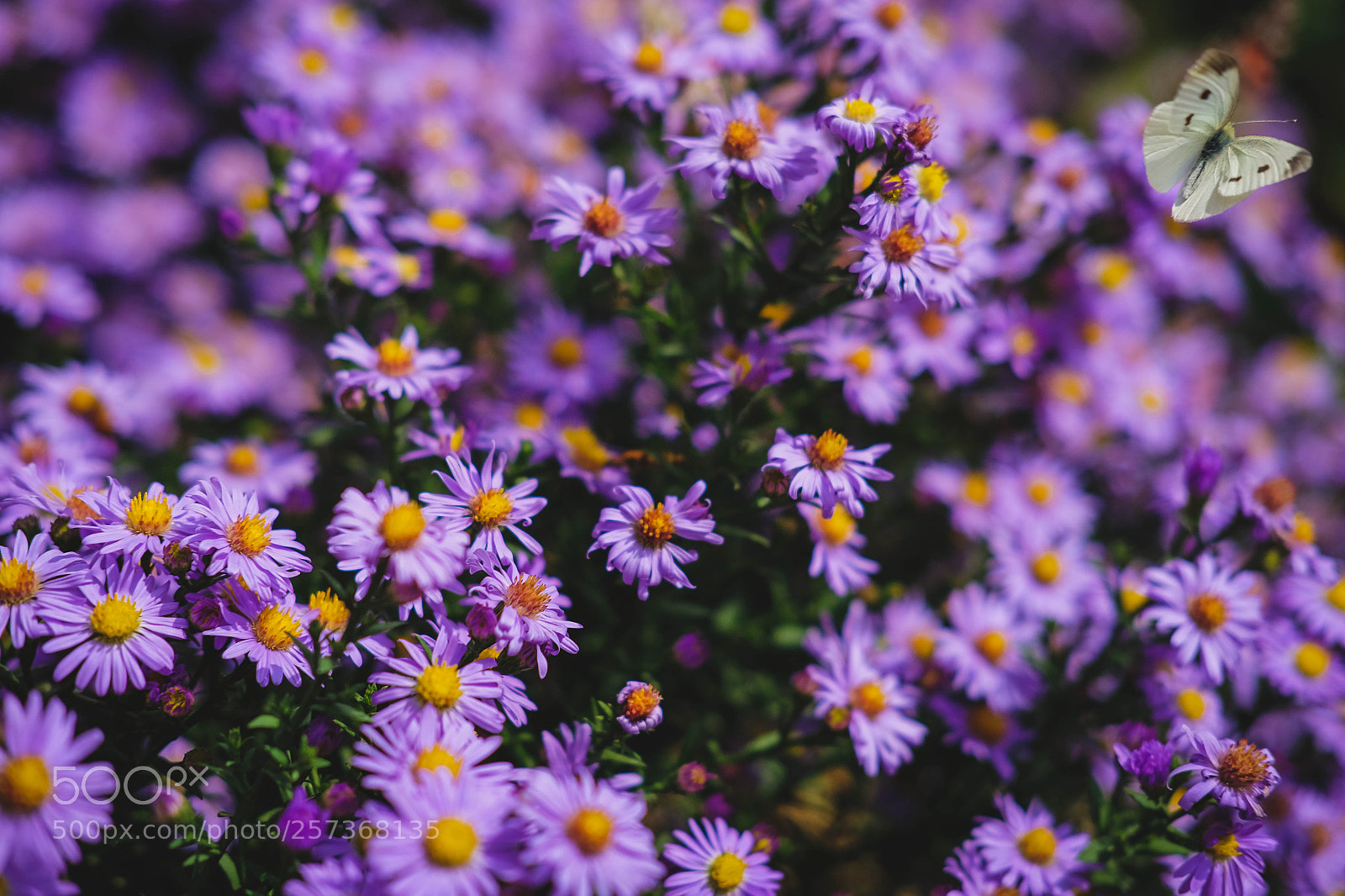 Fujifilm X-T10 sample photo. Butterfly in spring flower photography