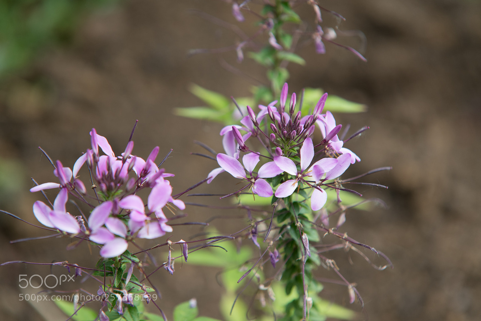 Nikon D850 sample photo. Cleome hassleriana - spinnenblume photography