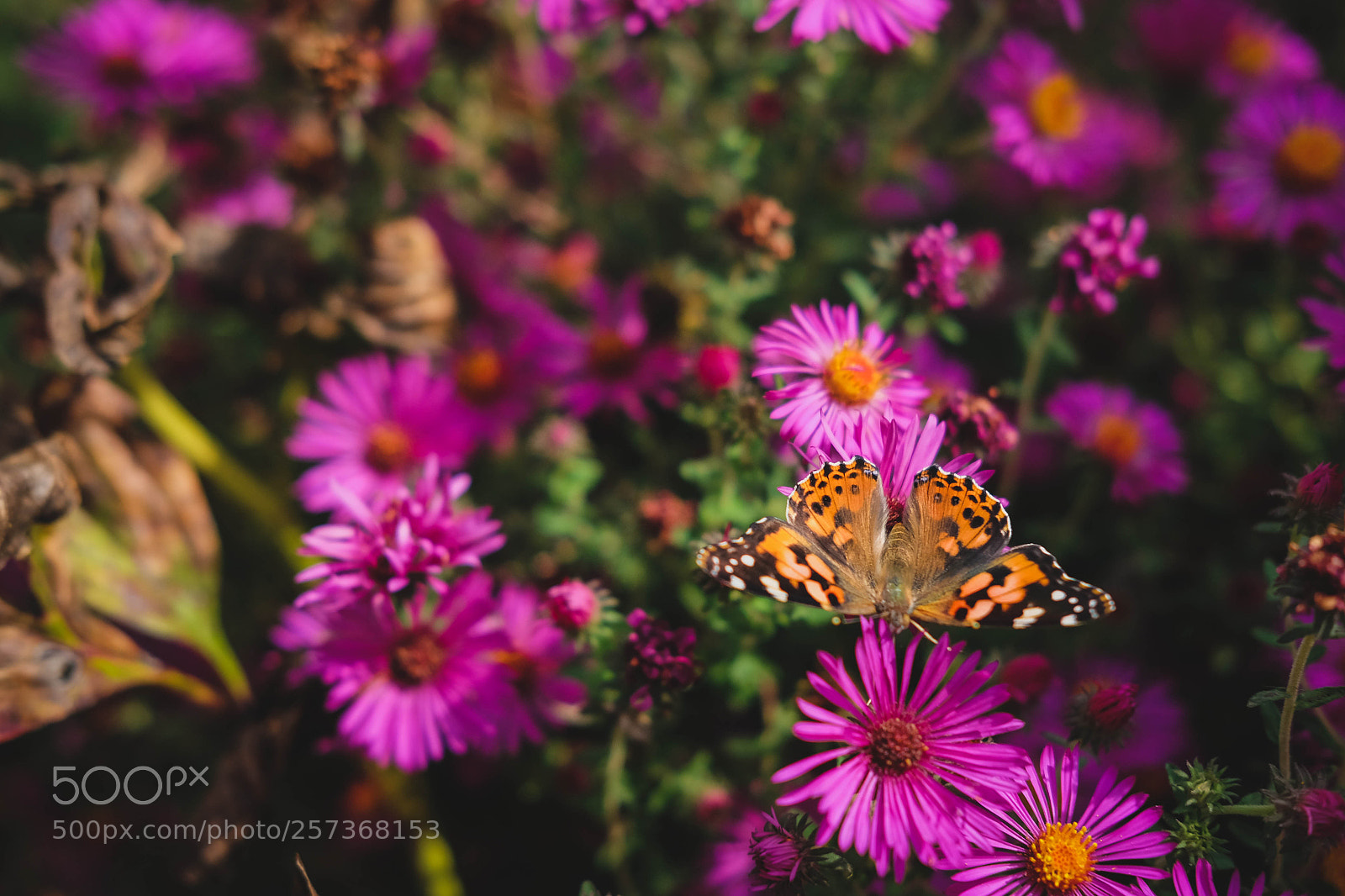 Fujifilm X-T10 sample photo. Butterfly2 photography