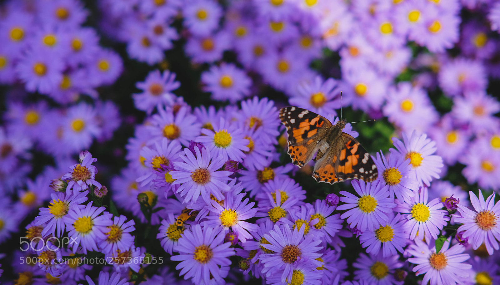 Fujifilm X-T10 sample photo. Butterfly photography