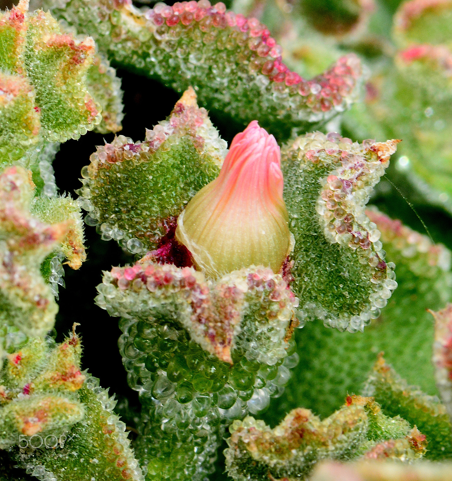 Nikon AF-S Micro-Nikkor 105mm F2.8G IF-ED VR sample photo. Ice plant photography