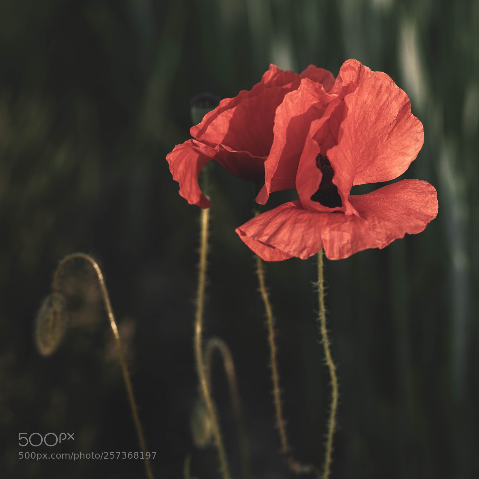 Sony a6000 sample photo. Mohnblume photography