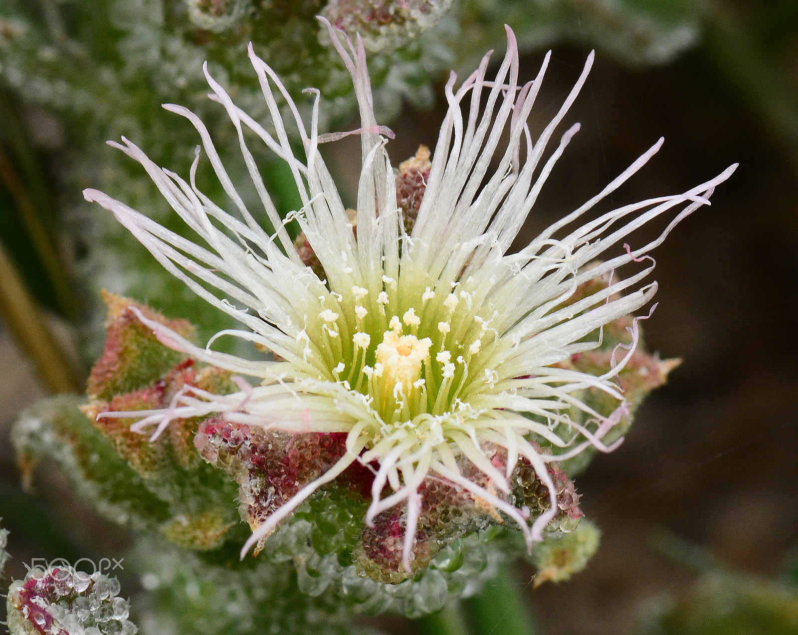 Nikon AF-S Micro-Nikkor 105mm F2.8G IF-ED VR sample photo. Ice plant photography
