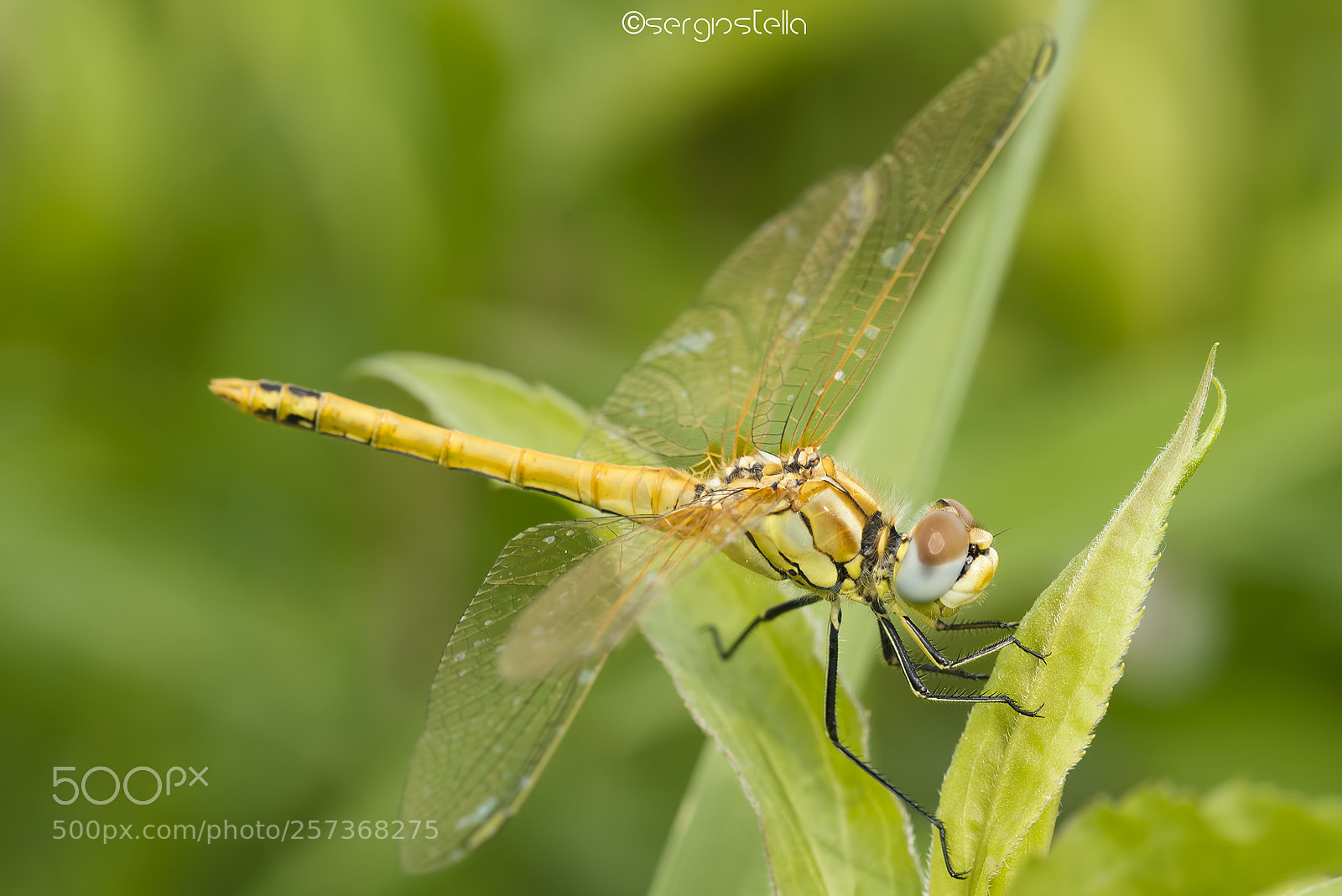 Nikon D610 sample photo. Fonscolombii____immature male photography
