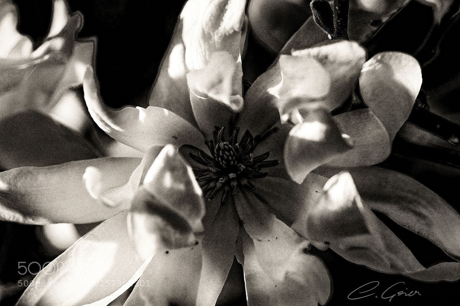 Canon EOS 77D (EOS 9000D / EOS 770D) sample photo. Delicate beauty photography