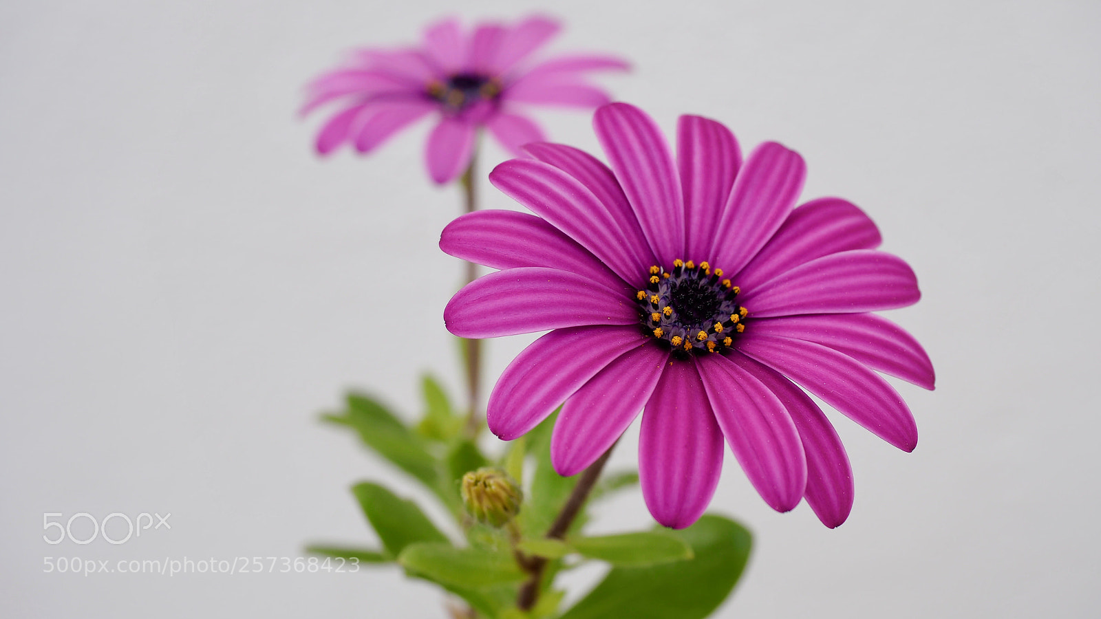 Olympus OM-D E-M5 II sample photo. Flowers photography