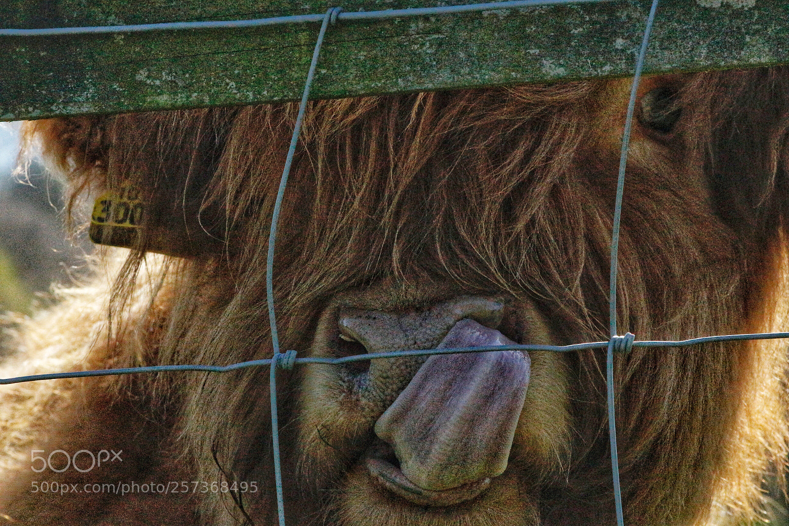 Canon EOS 100D (EOS Rebel SL1 / EOS Kiss X7) sample photo. Highland cow photography