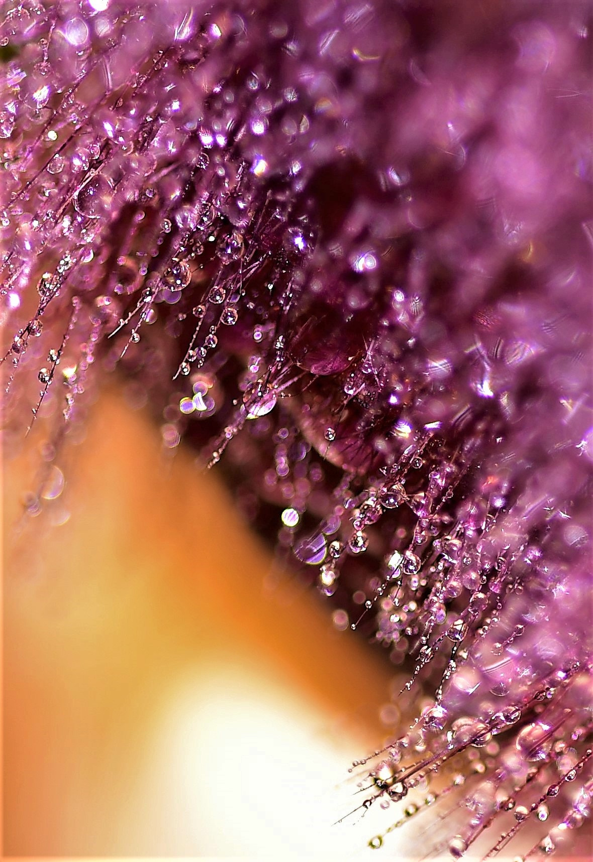 Sigma 105mm F2.8 EX DG OS HSM sample photo. Kaktus blüte photography