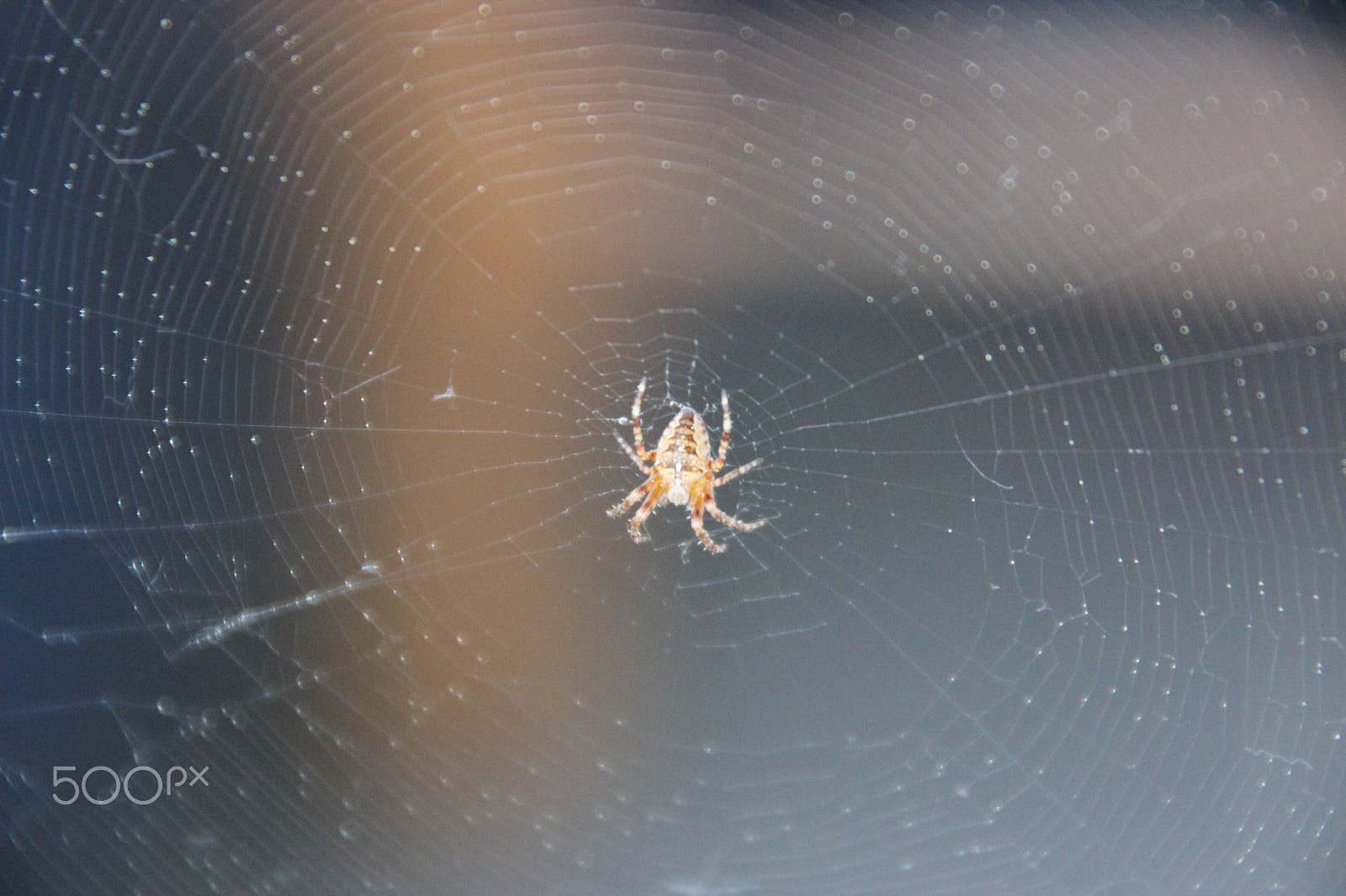 Canon EOS 600D (Rebel EOS T3i / EOS Kiss X5) + Tamron AF 18-250mm F3.5-6.3 Di II LD Aspherical (IF) Macro sample photo. The itsy bitsy spider photography