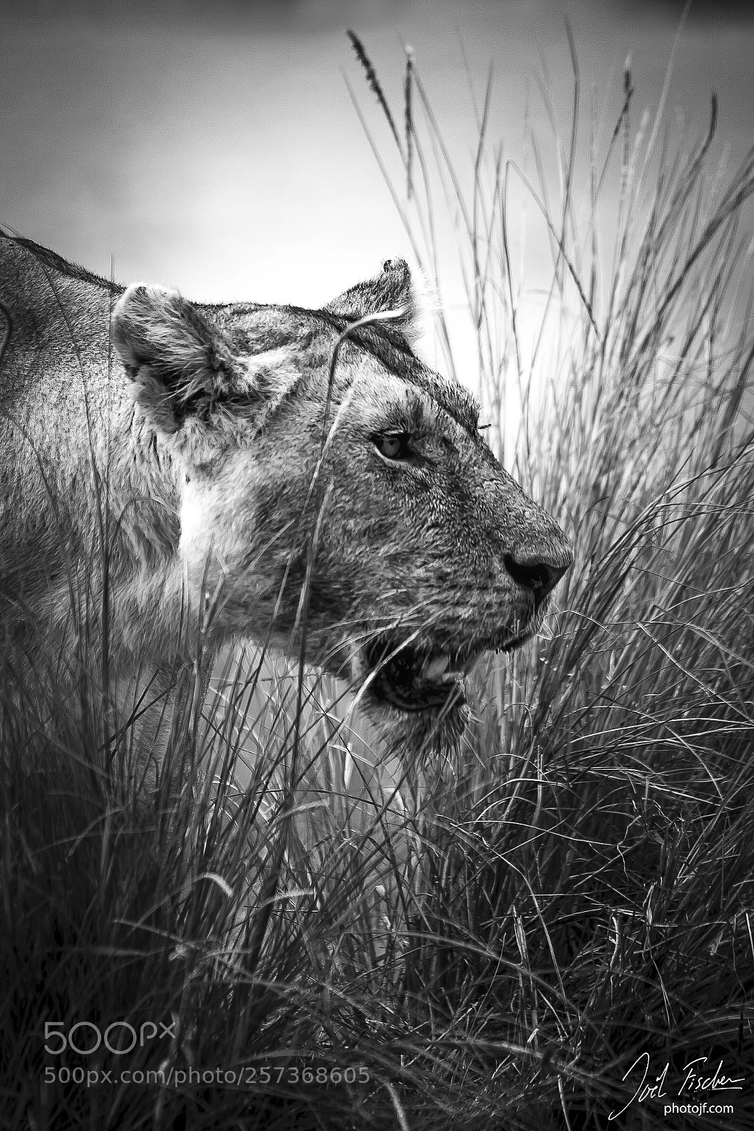 Canon EOS-1D Mark IV sample photo. After the hunt photography