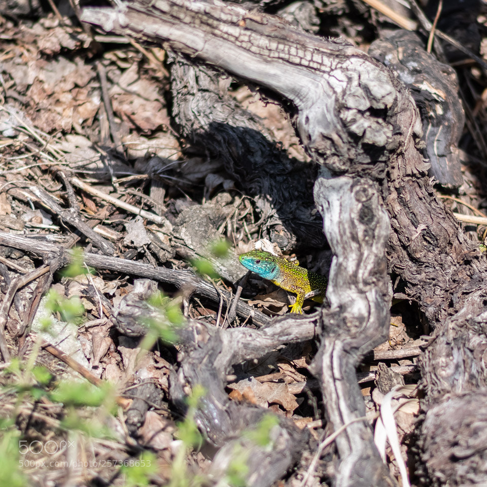Nikon D5500 sample photo. Hiden green lizard photography
