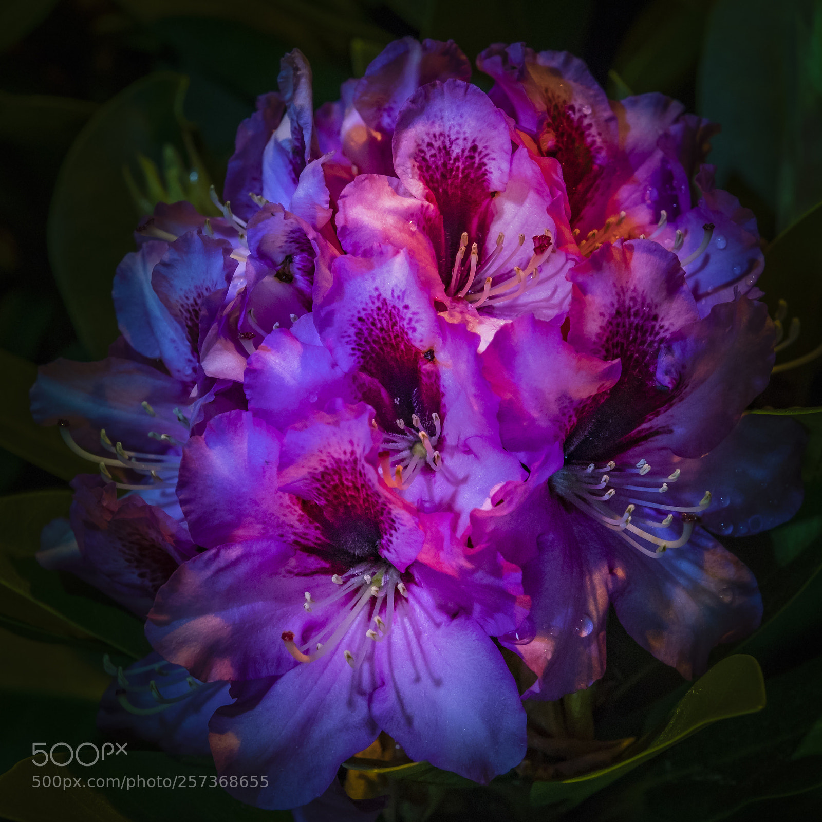 Canon EOS 5D Mark IV sample photo. Rhododendron ii photography