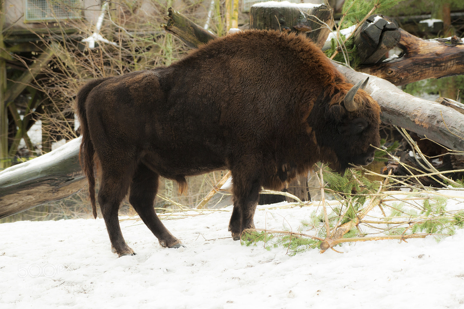 Nikon D700 sample photo. The ancient ox is photography