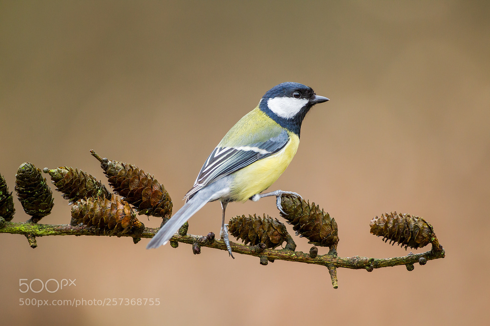 Canon EOS-1D Mark IV sample photo. Great tit photography