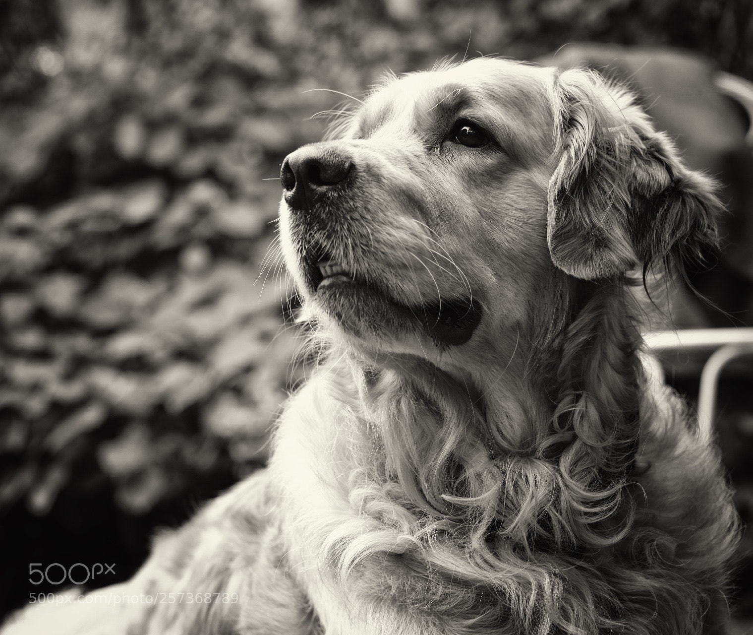 Fujifilm X-T2 sample photo. Chien fidèle photography