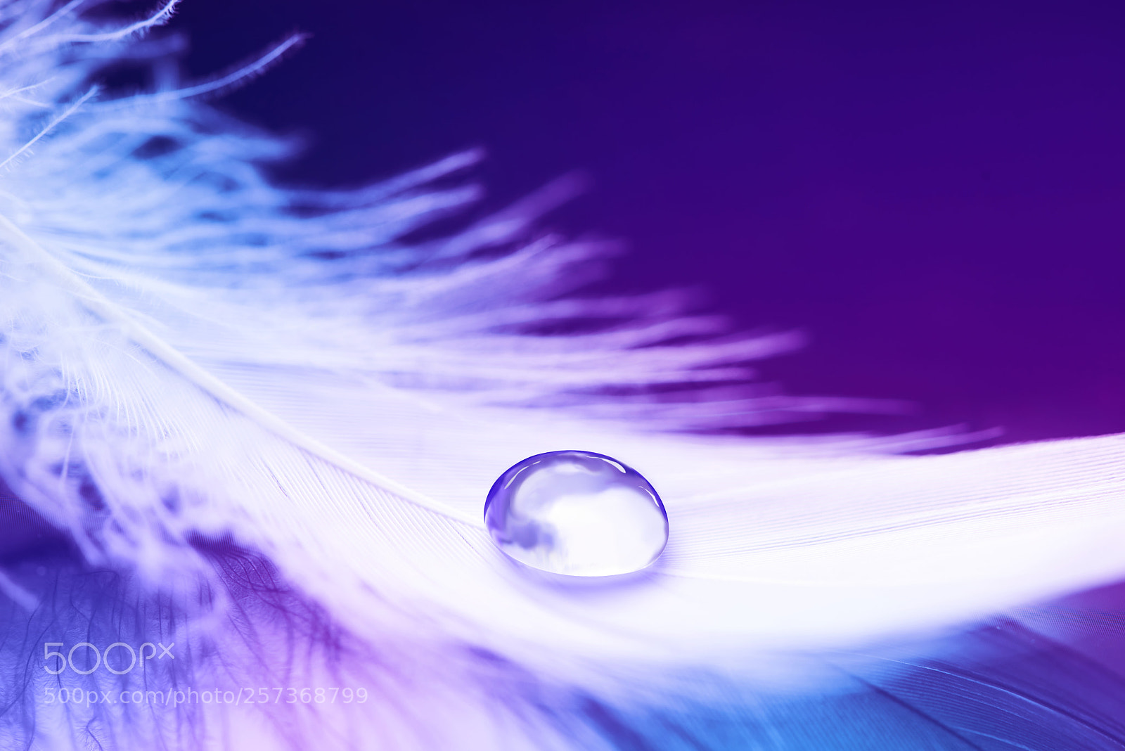 Nikon D750 sample photo. Lilac background with bird photography