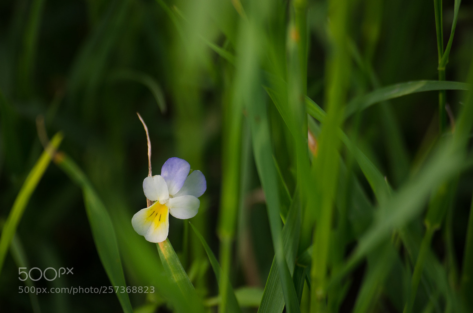 Nikon D7000 sample photo. Viola nel prato photography