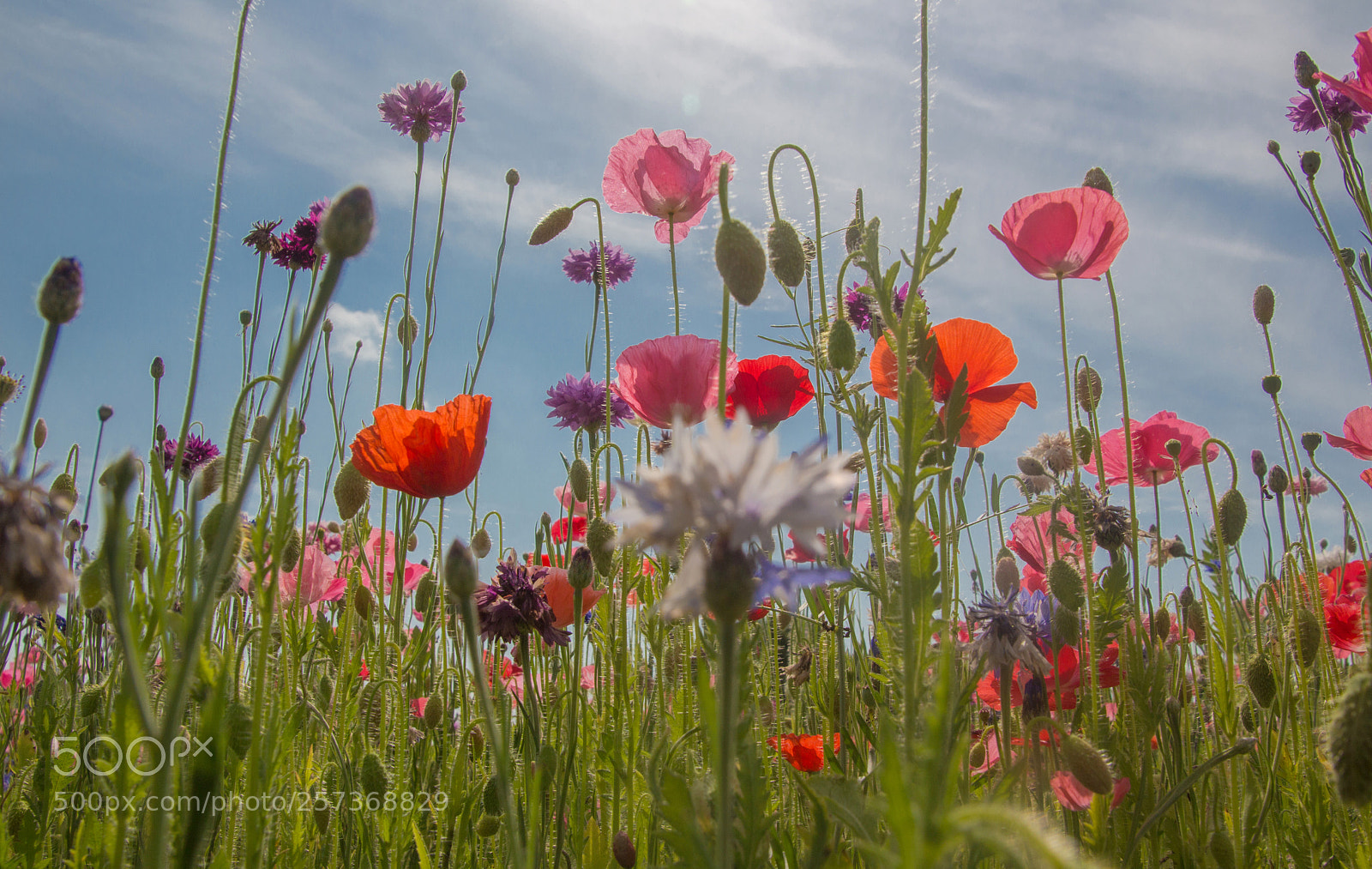 Canon EOS 650D (EOS Rebel T4i / EOS Kiss X6i) sample photo. Wildflowers up towards the photography