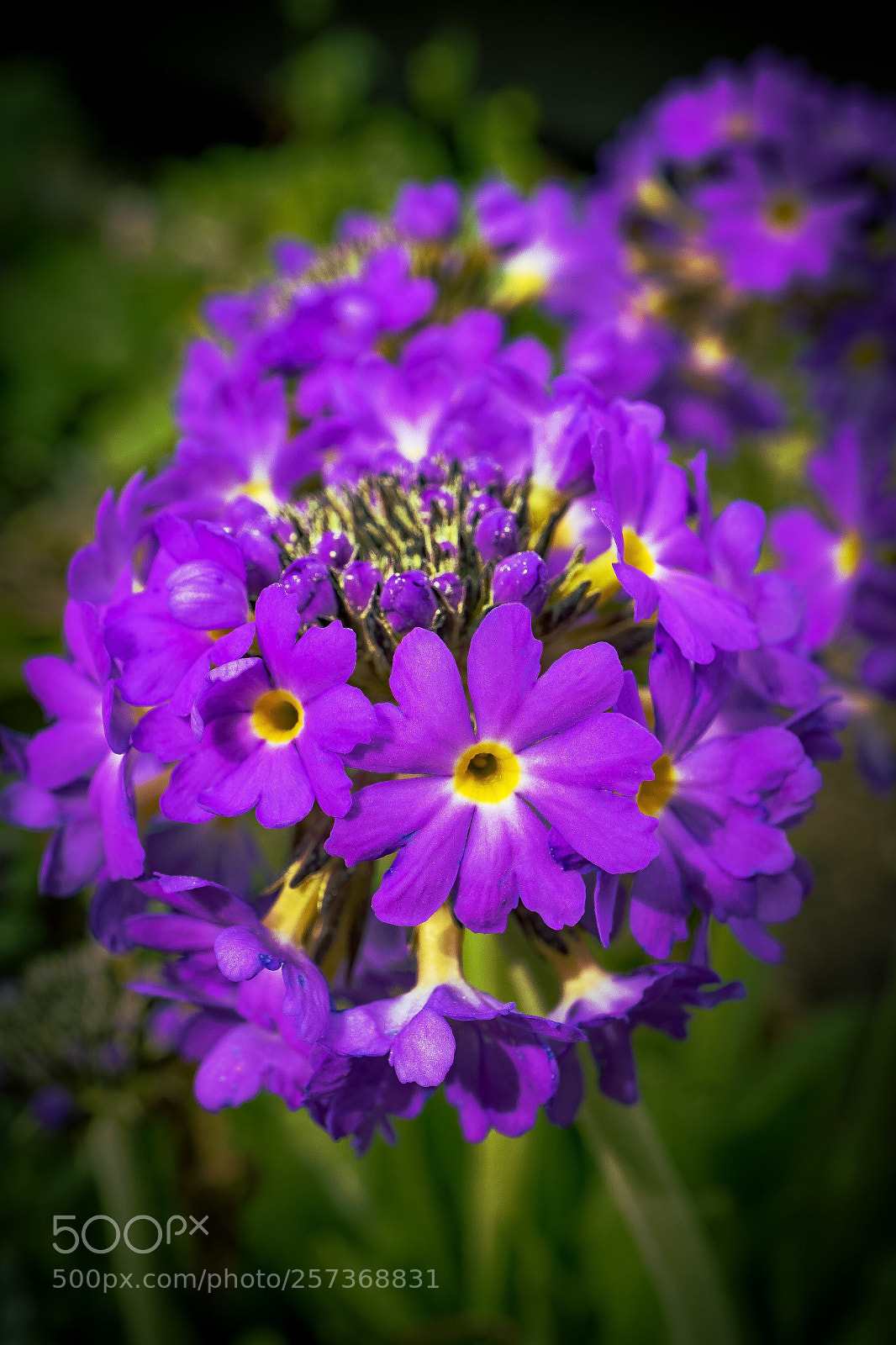 Sony a7 II sample photo. "in the garden" photography
