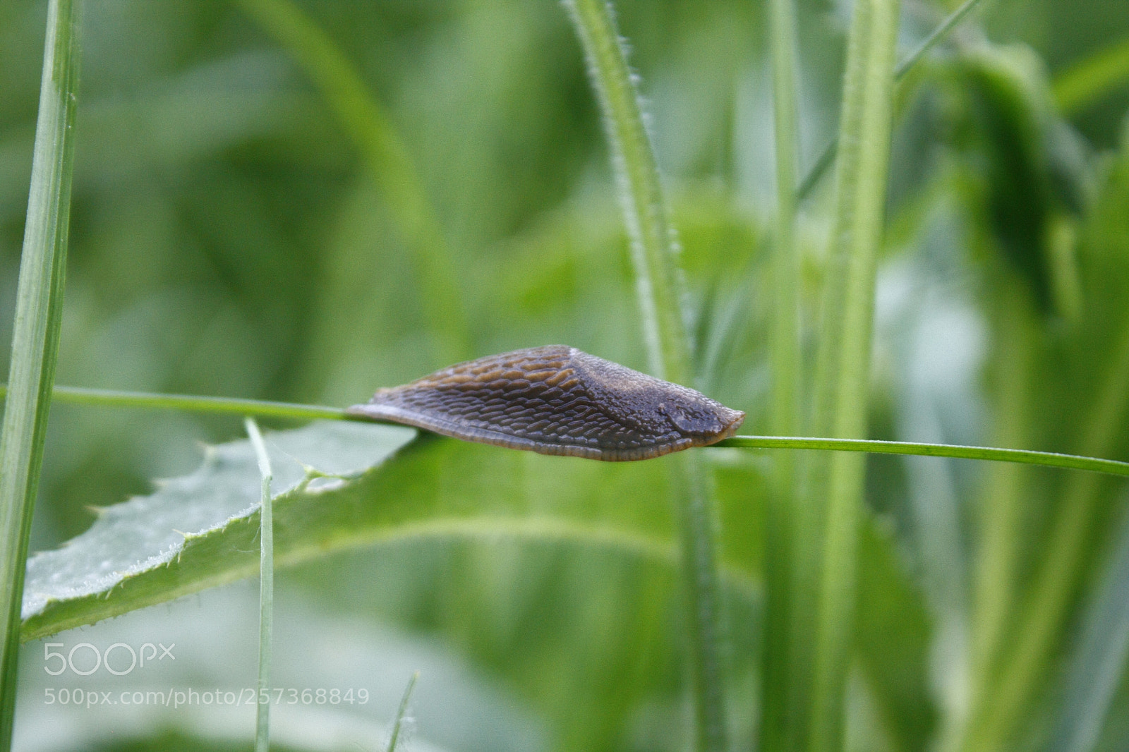 Canon EF-S 18-55mm F3.5-5.6 IS sample photo. Snail photography