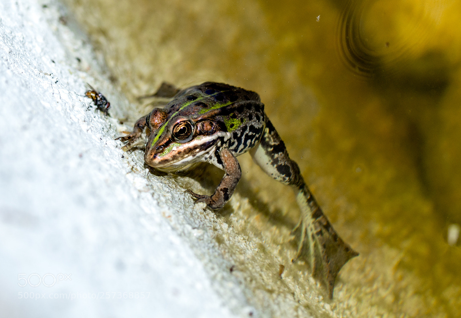 Canon EOS 6D sample photo. I see you fly photography
