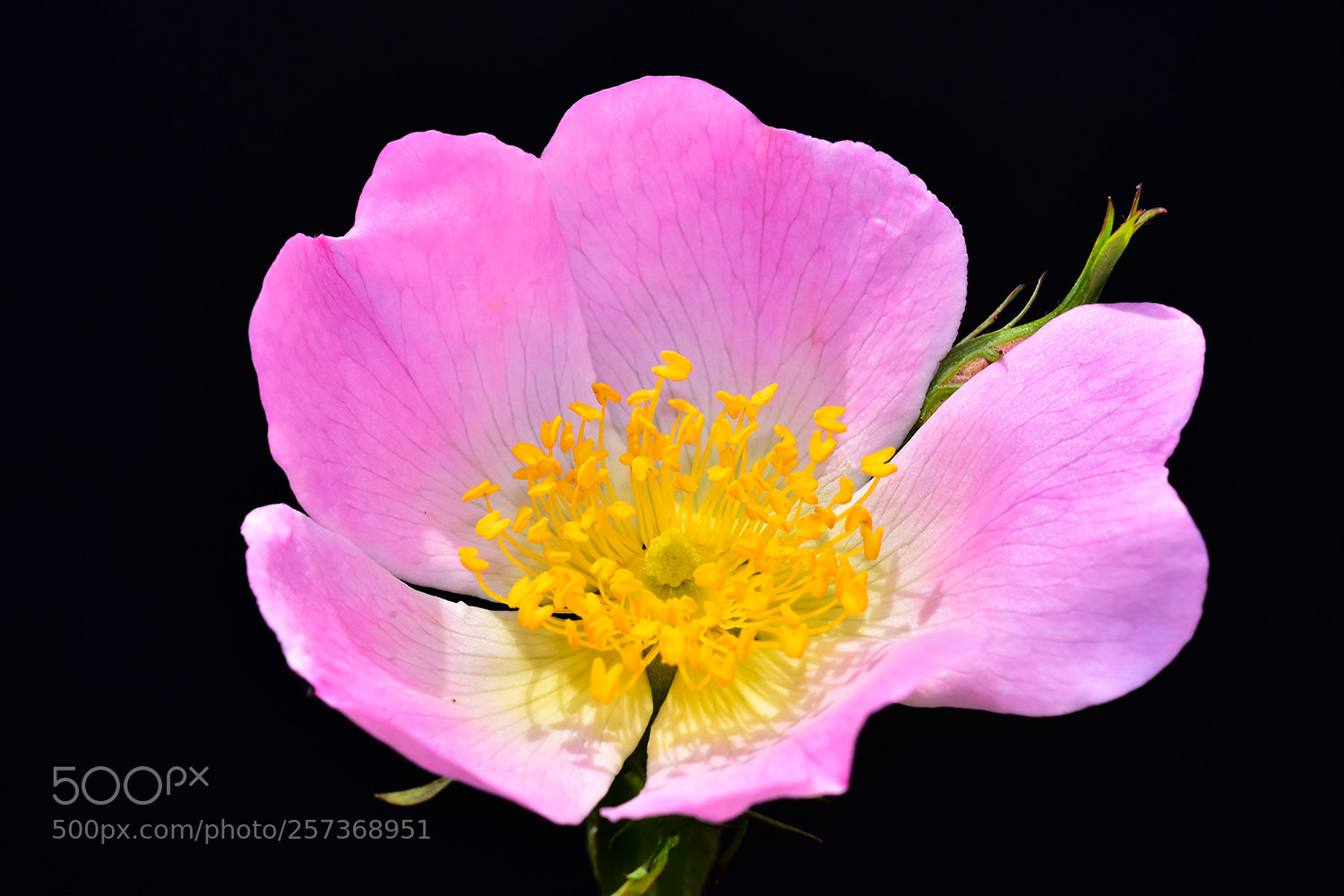 Nikon D7200 sample photo. 11.05.2018 - 1 photography