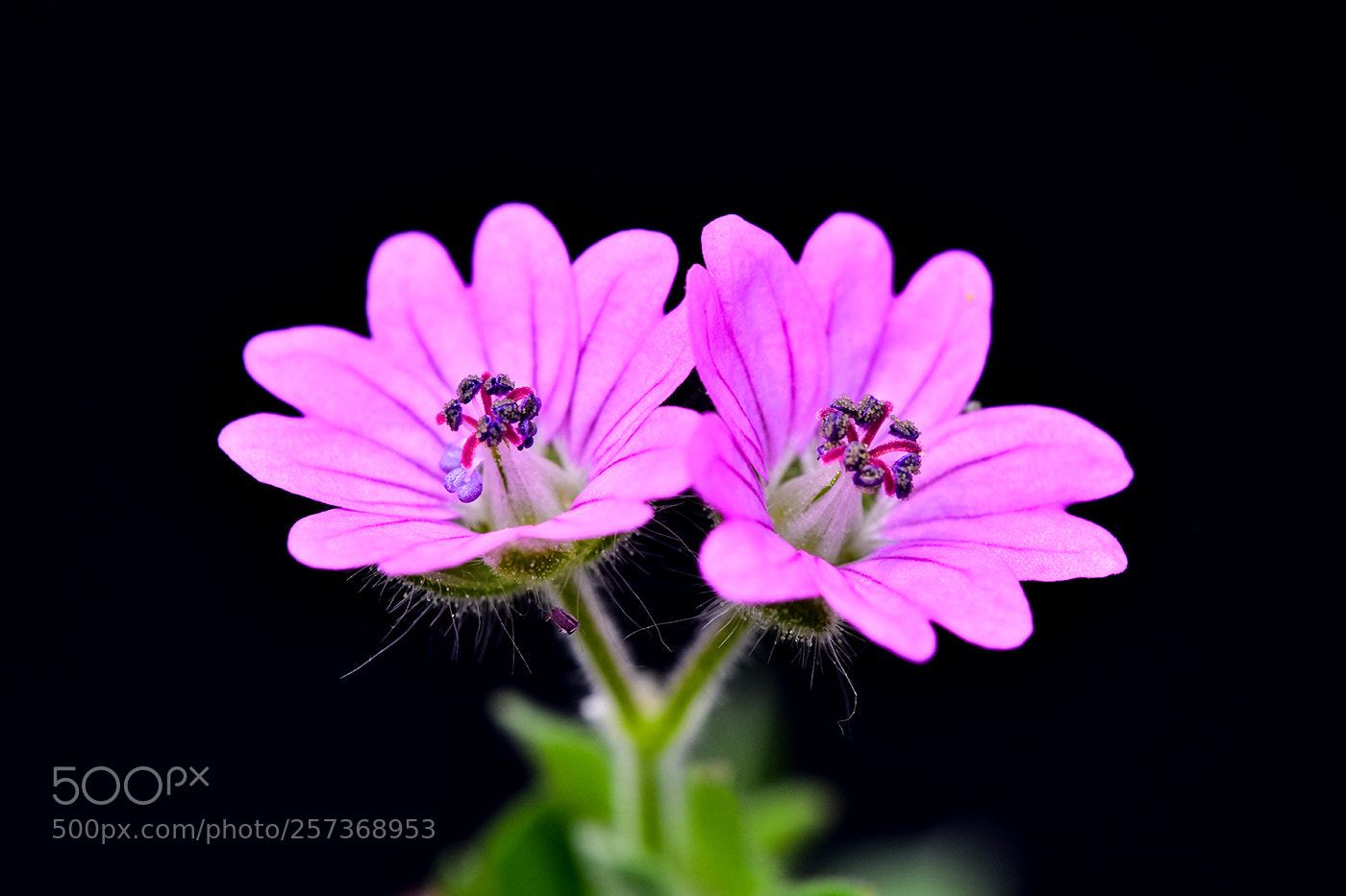 Nikon D7200 sample photo. 11.05.2018 - 2 photography