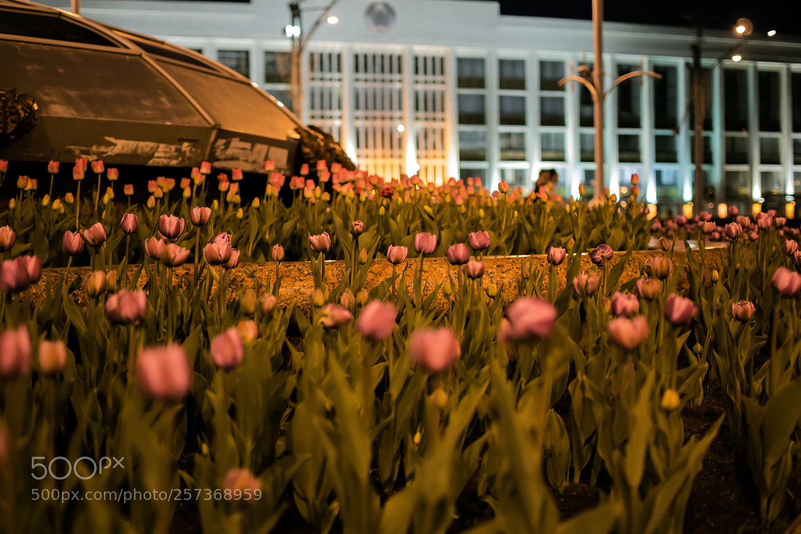 Nikon D3100 sample photo. Tulips photography