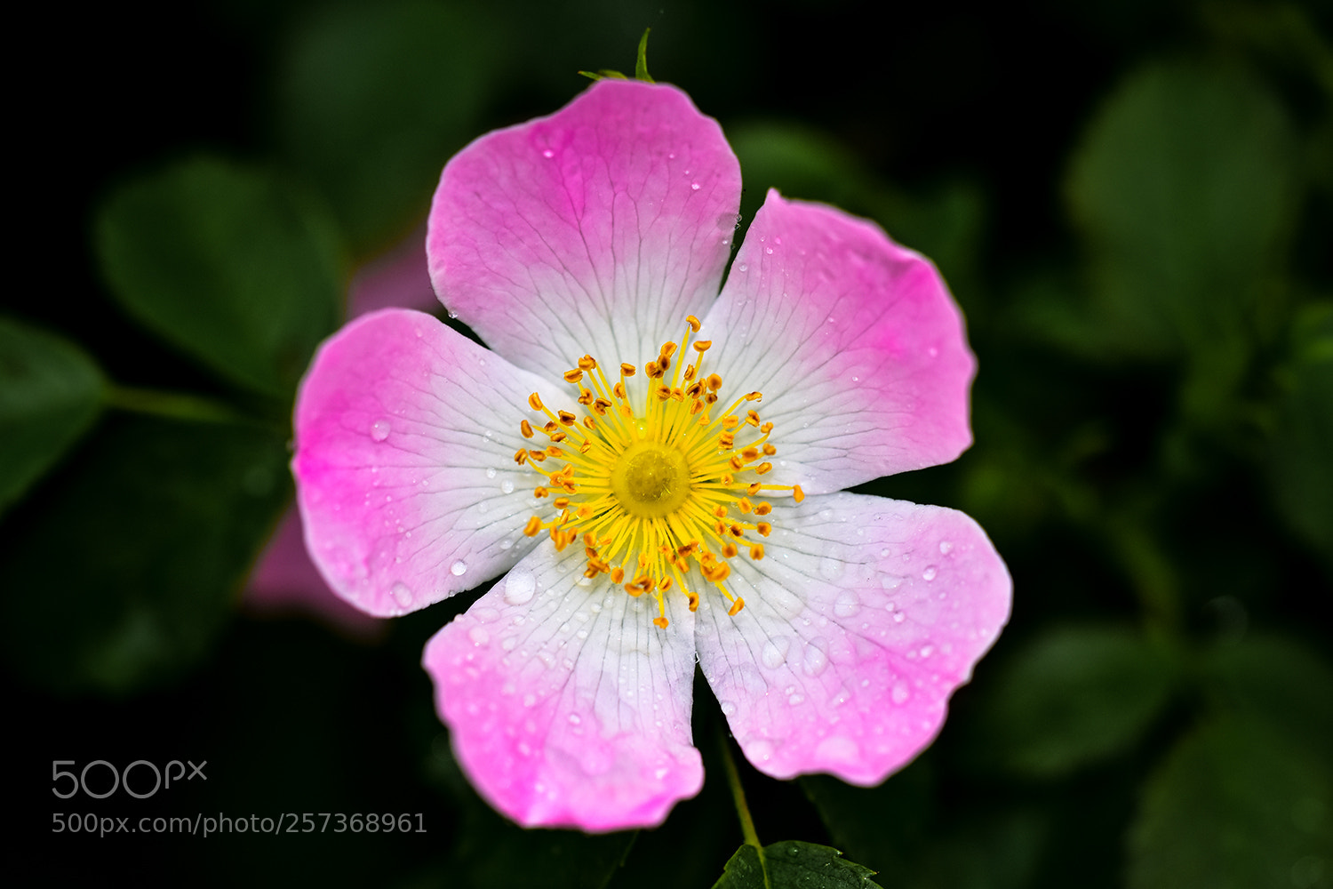 Nikon D7200 sample photo. 11.05.2018 - 3 photography