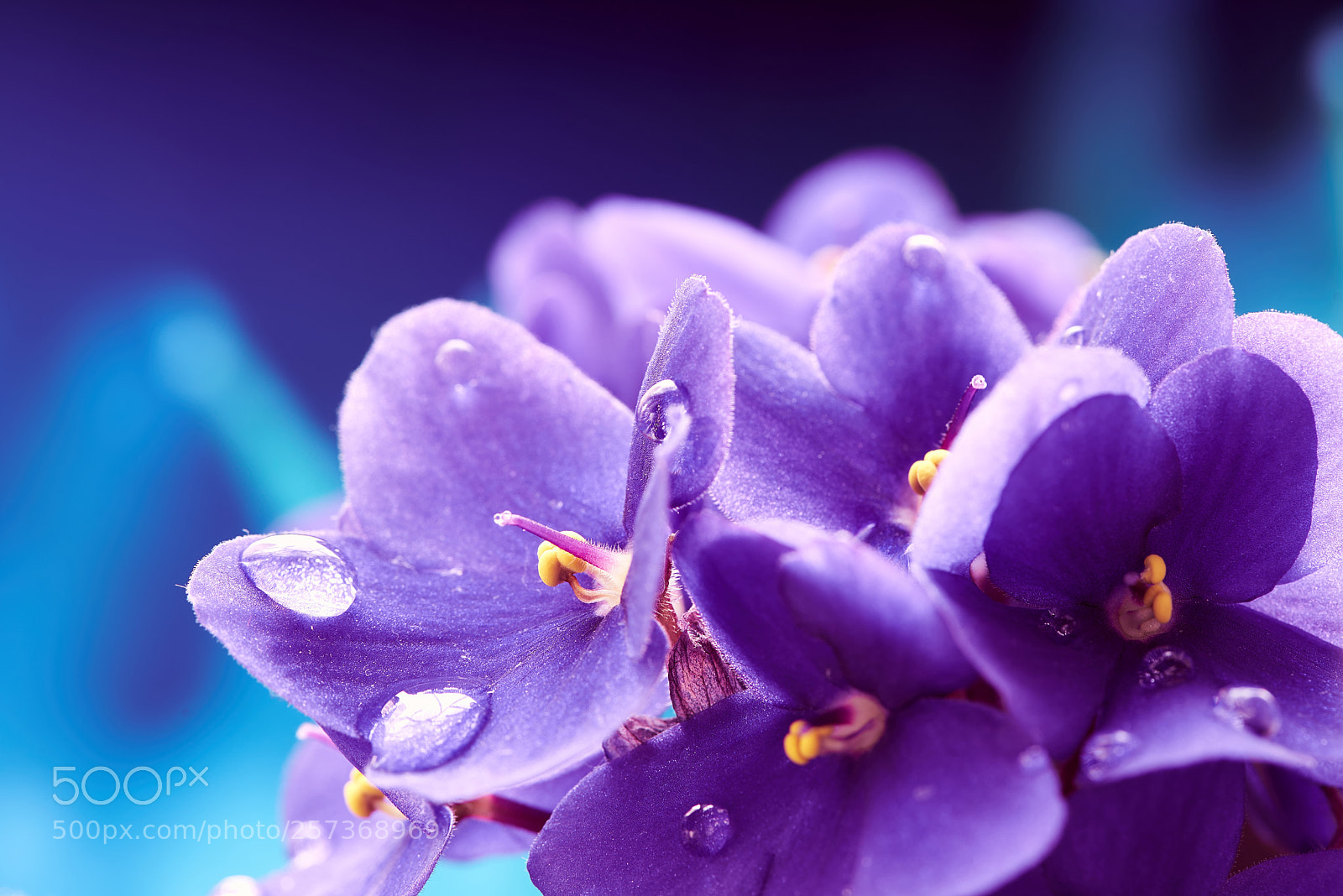 Nikon D750 sample photo. Beautiful spring background with photography