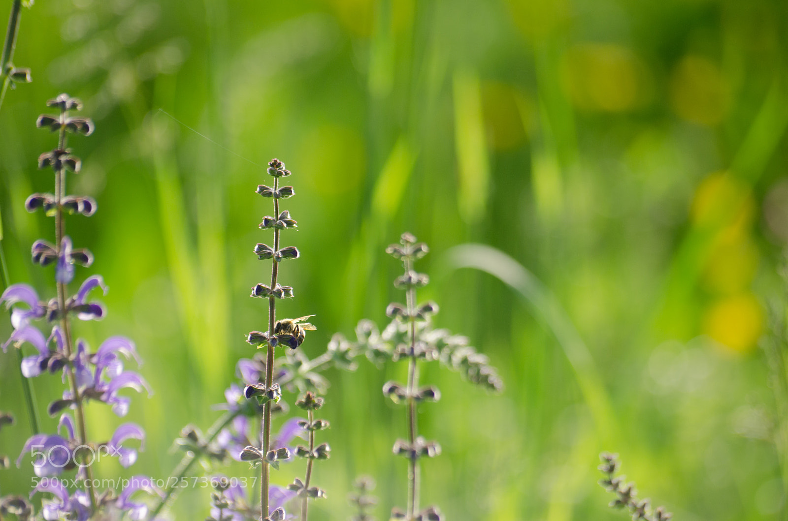 Nikon D7000 sample photo. Bee on violet flowers photography
