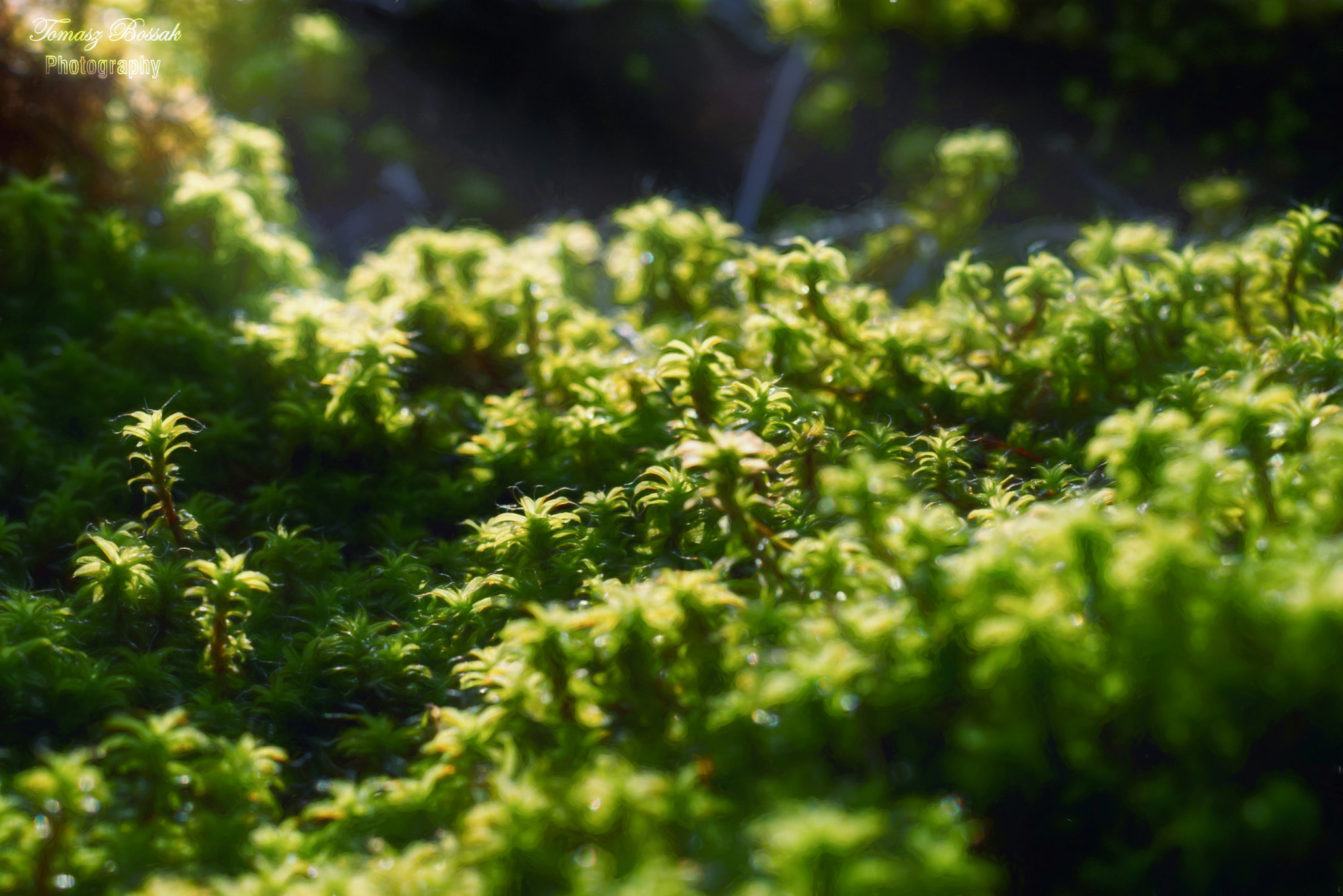 Sony Alpha DSLR-A450 sample photo. Small forest photography