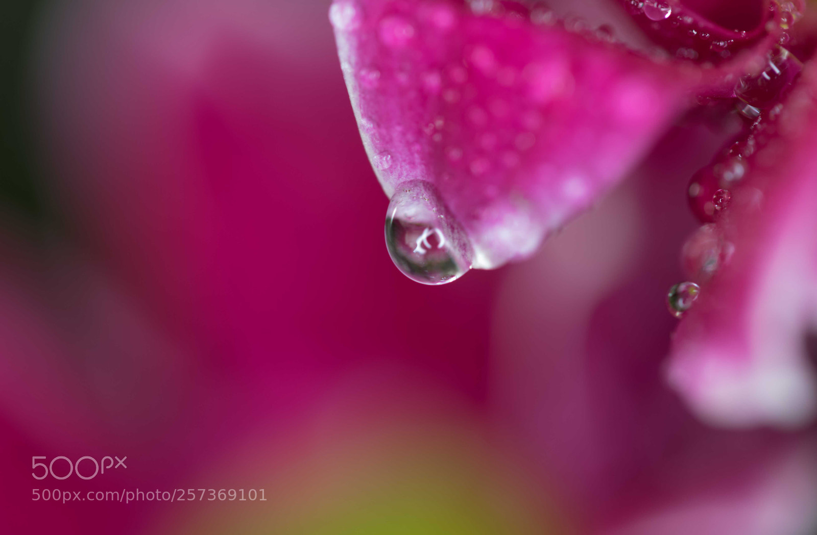 Canon EOS 7D Mark II sample photo. Flower petal water droplet photography