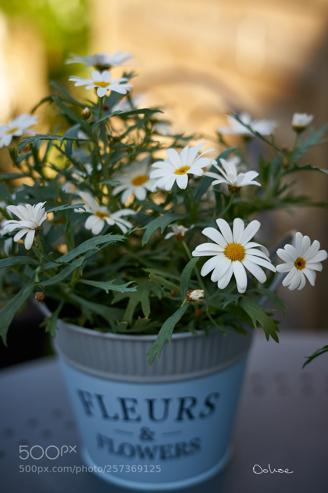 Sony a7 II sample photo. Flowers photography