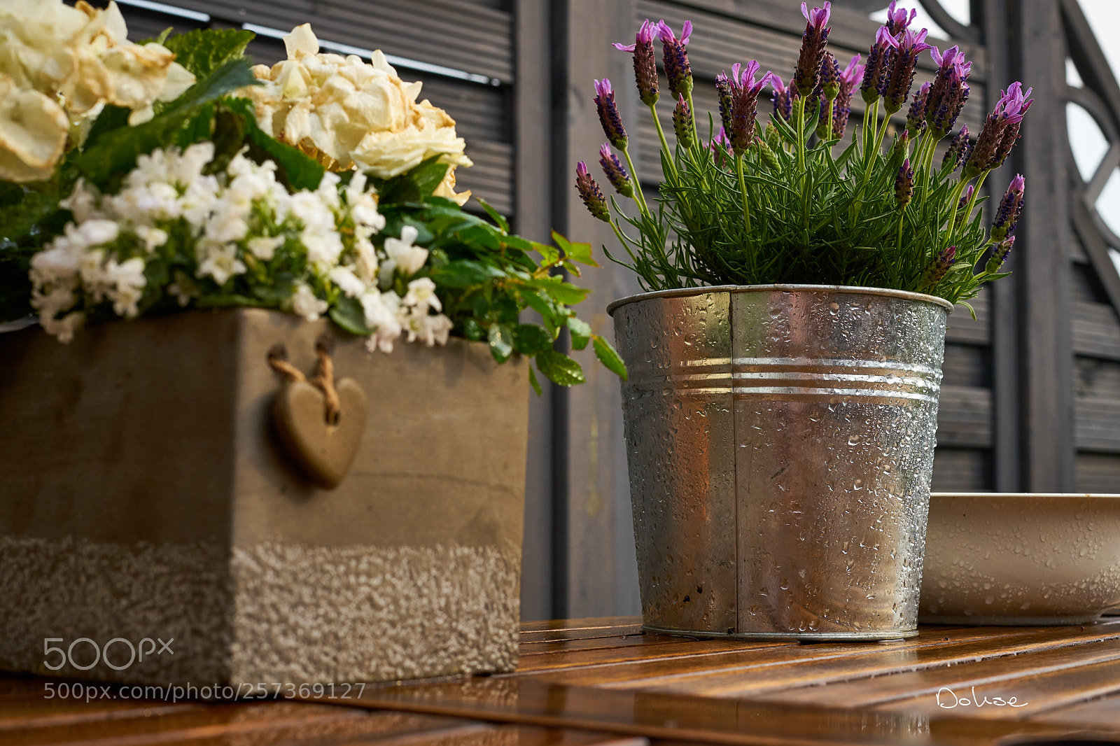 Sony a7 II sample photo. Lila flowers photography
