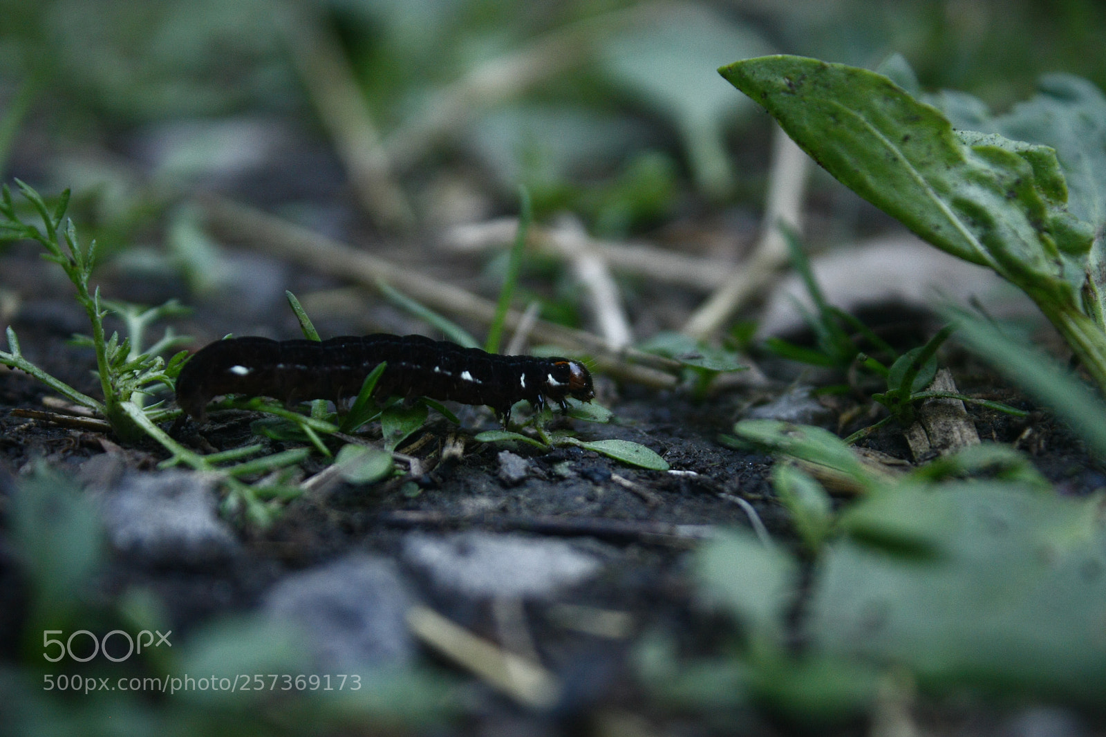 Canon EF-S 18-55mm F3.5-5.6 IS sample photo. Caterpillar photography