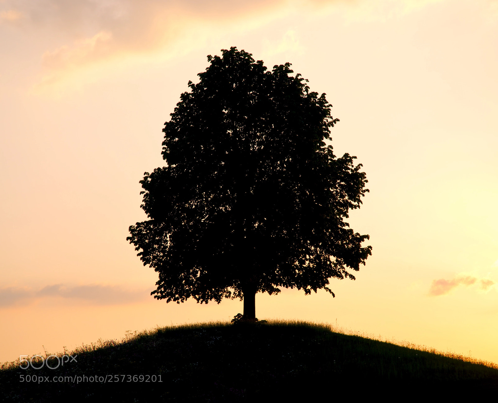 Pentax K-1 sample photo. Tree silhouette photography