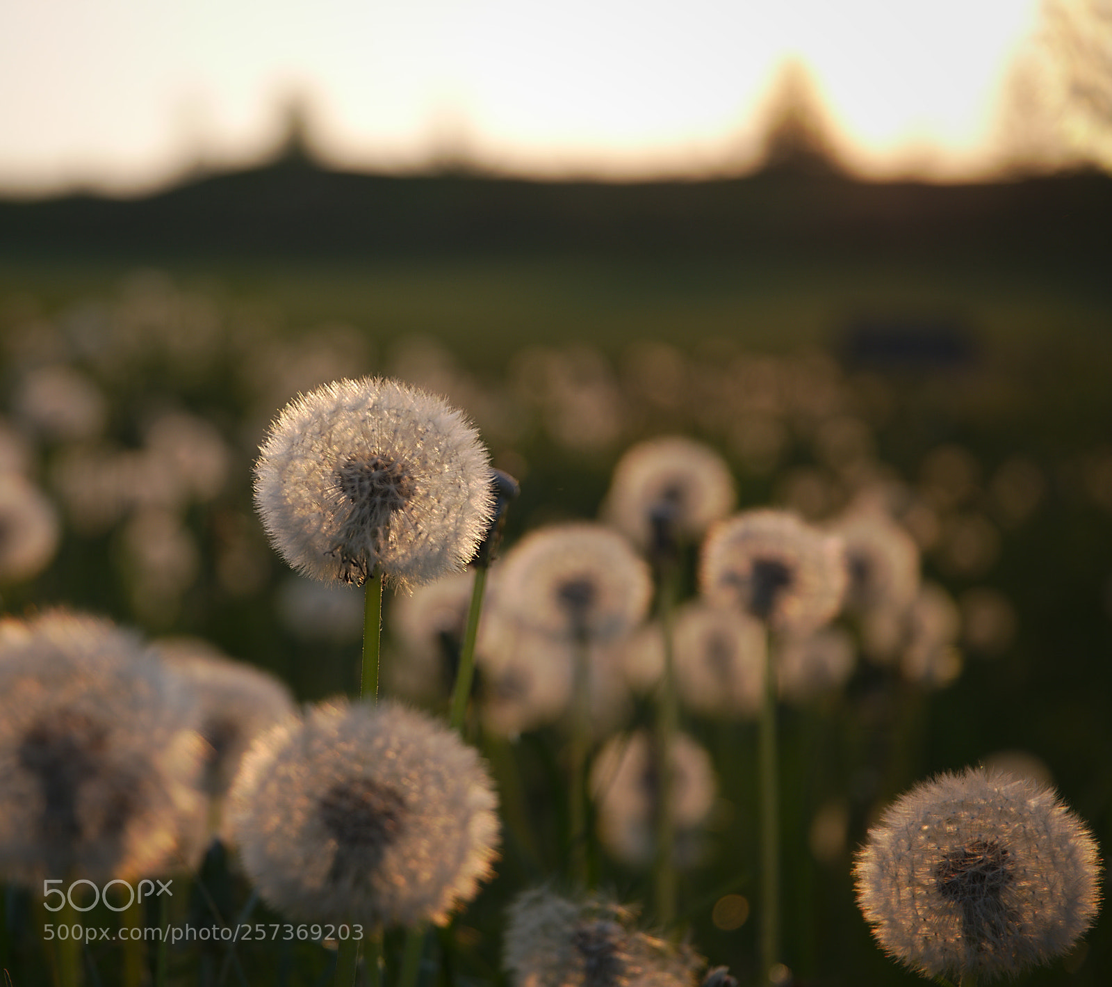 Pentax K-1 sample photo. Lion's tooth photography