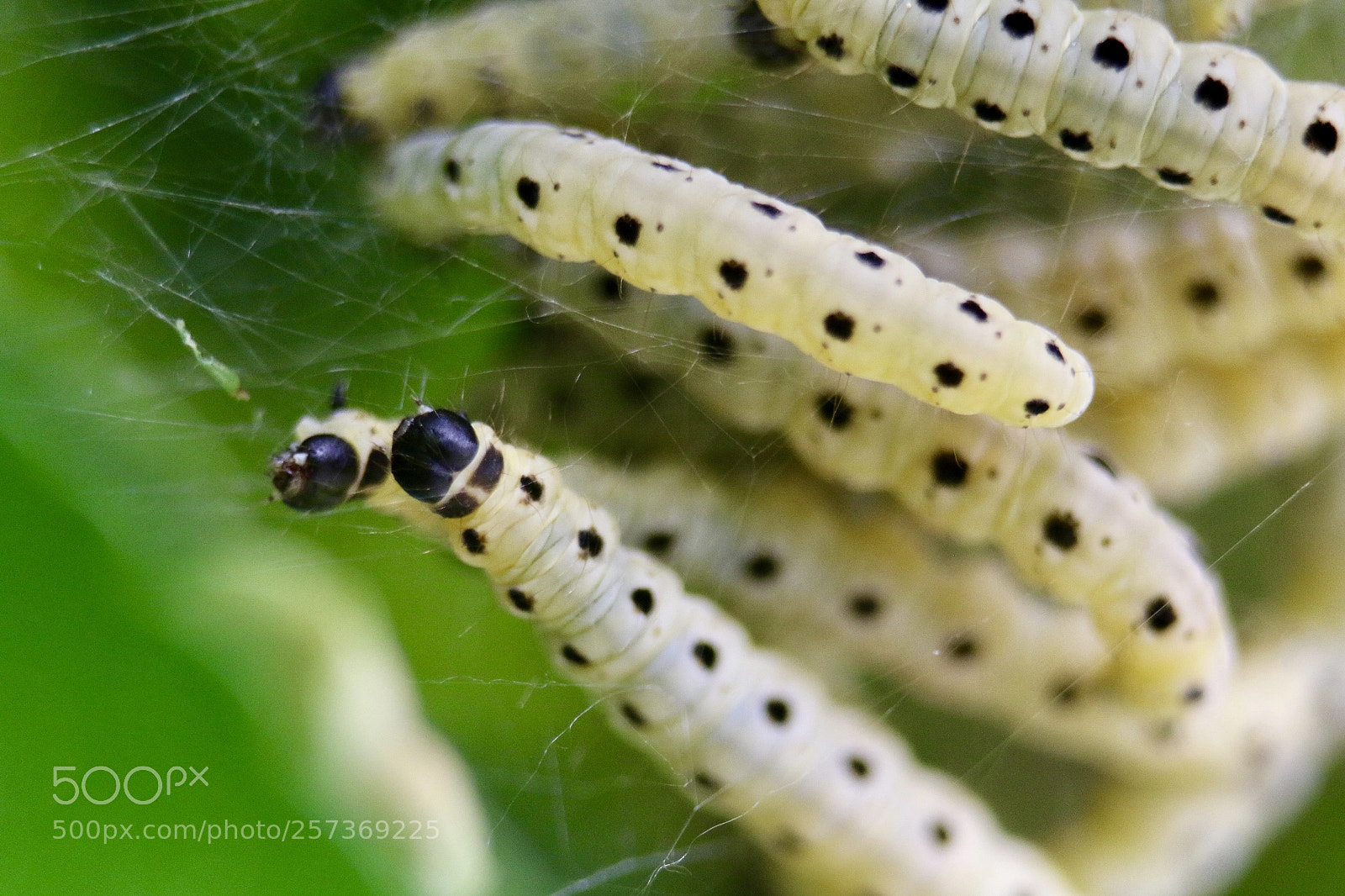 Canon EOS 70D sample photo. Caterpillars photography