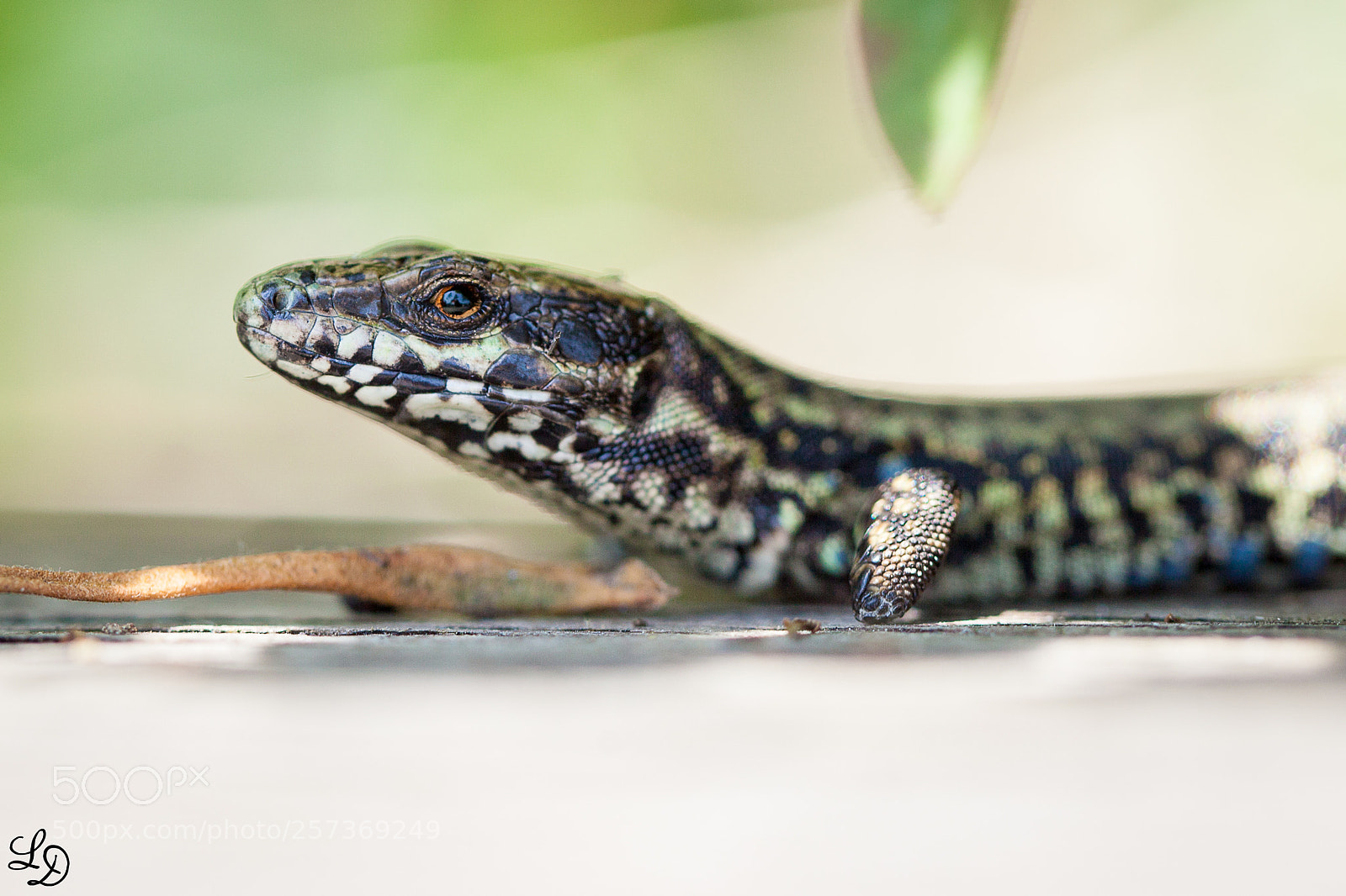 Canon EOS 5D Mark II sample photo. Lézard photography