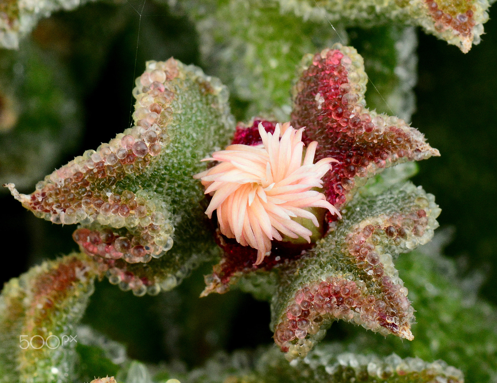 Nikon AF-S Micro-Nikkor 105mm F2.8G IF-ED VR sample photo. Ice plant photography