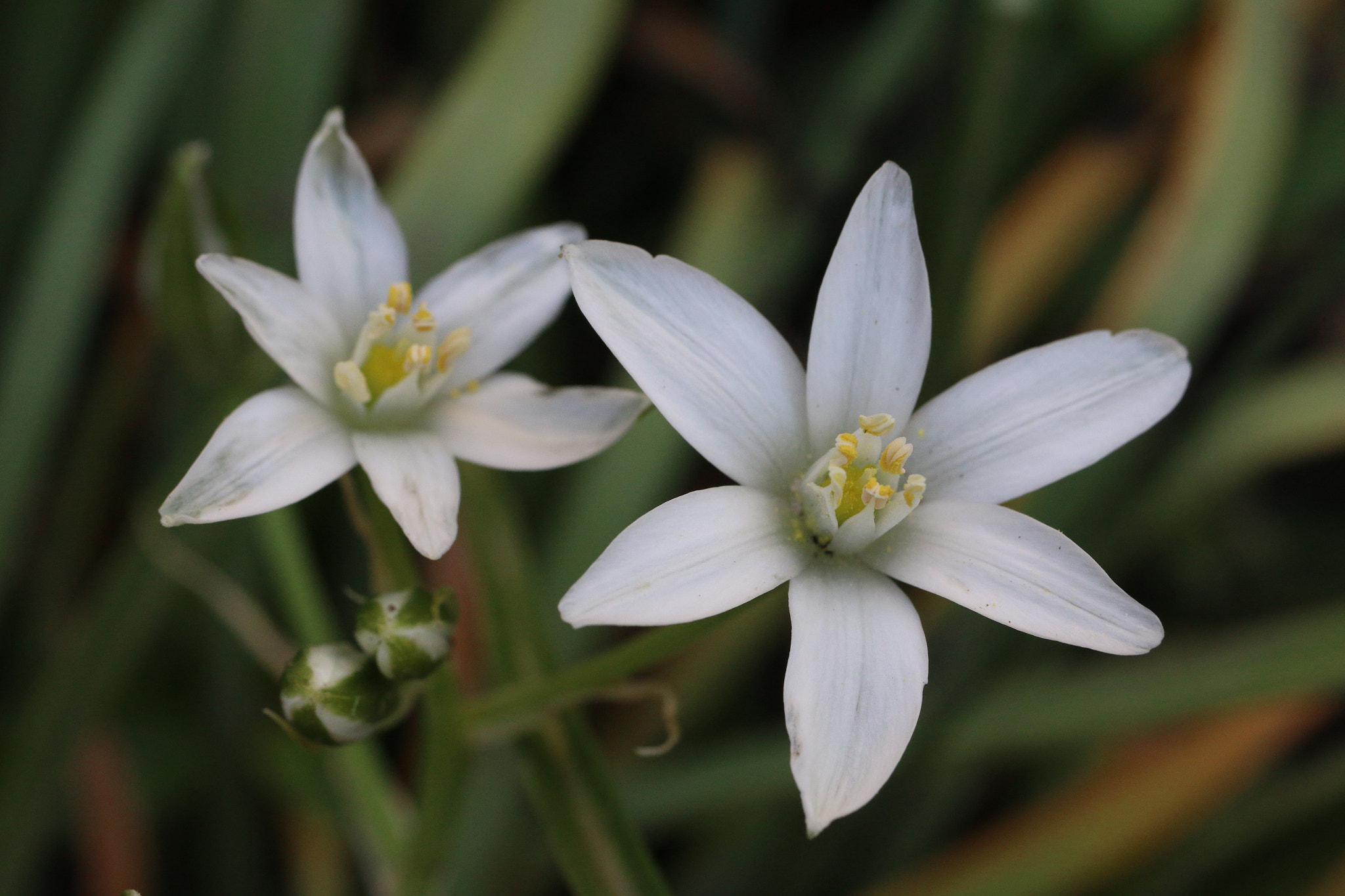 Canon EF 50mm f/1.8 sample photo. Little stars photography