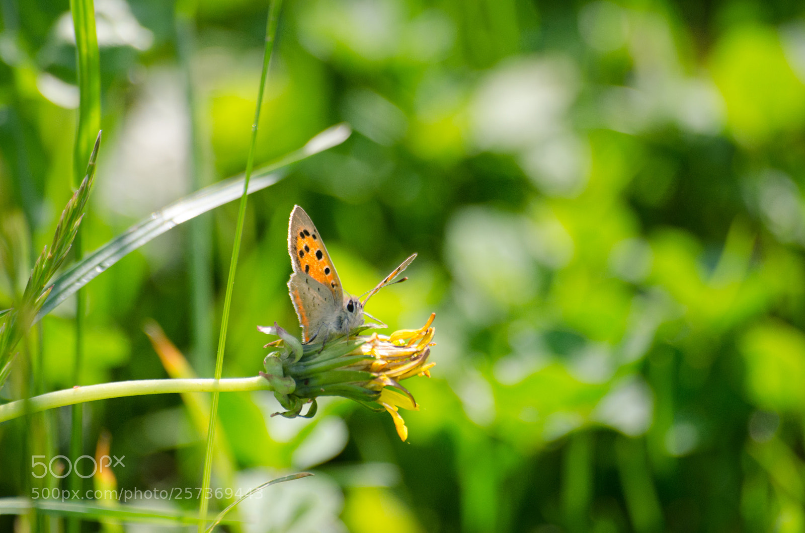 Nikon D7000 sample photo. Butterfly on flower photography